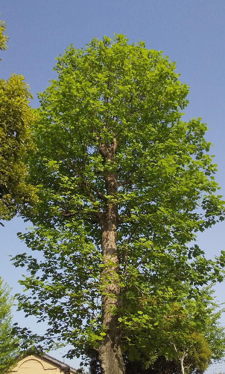 Yurinoki